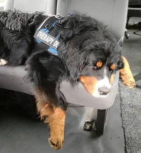 Lilly collapsed on car seat at the end of the day