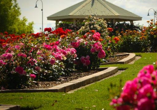 Morwell Rose Garden - roses in bloom in front of rotunda