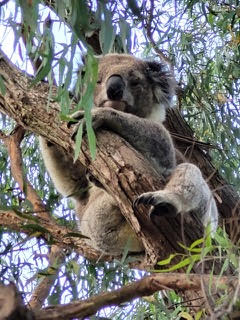 Strzelecki Koalas 2303 Koala in tree (1)