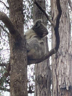 Strzelecki Koalas 2303 - Koala in tree (2)