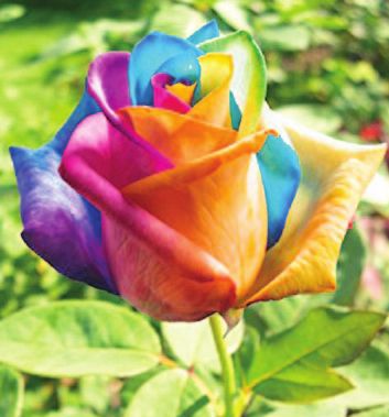 A Rose