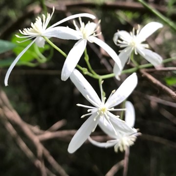 Clematis - flowering vine