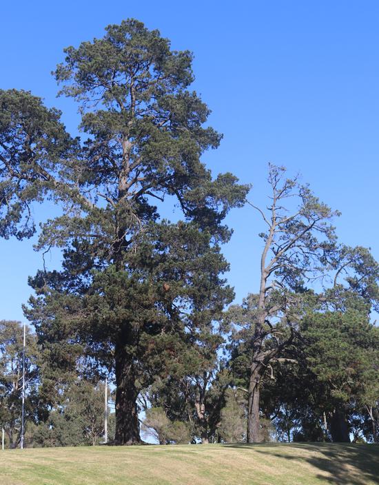 Heritage Pines