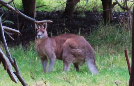 Kangaroo in Morwell National Park