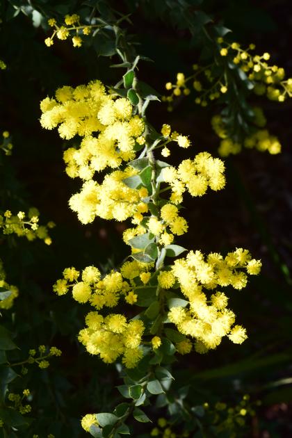 Plants in my Garden - Ovens Wattle - Nov 2022