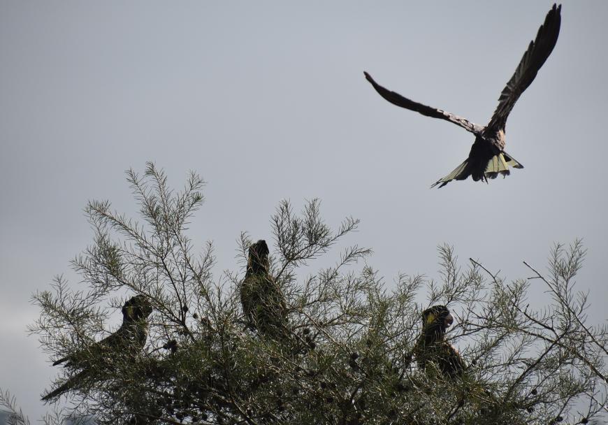 Yellow tailed Black Cockatoos, three in tree and one flying