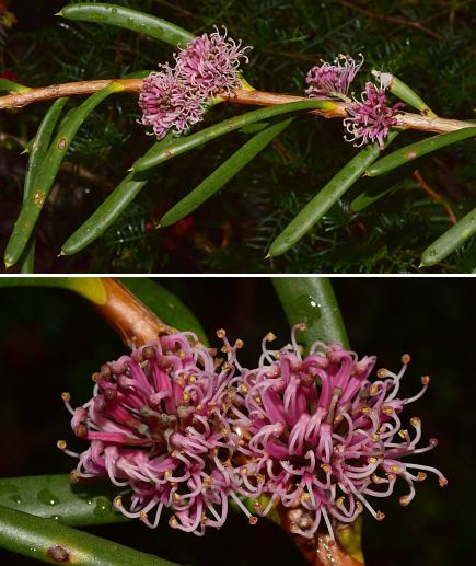 Pink flowers with fleshy green leaves (and nasty looking points)
