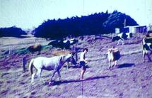 Farmyard with horse and a few cows