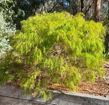 Eel Hole Creek - Shrub