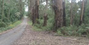 A section of the Grand Ridge Road, with forest at the side