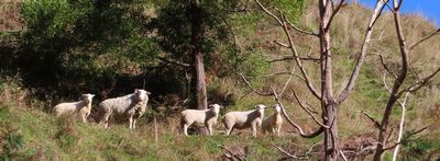 FMNP 2022-07 Sheep