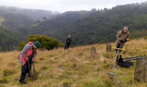 Planting trees in rough grassland at Billys Creek