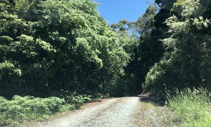Forest Road in the district