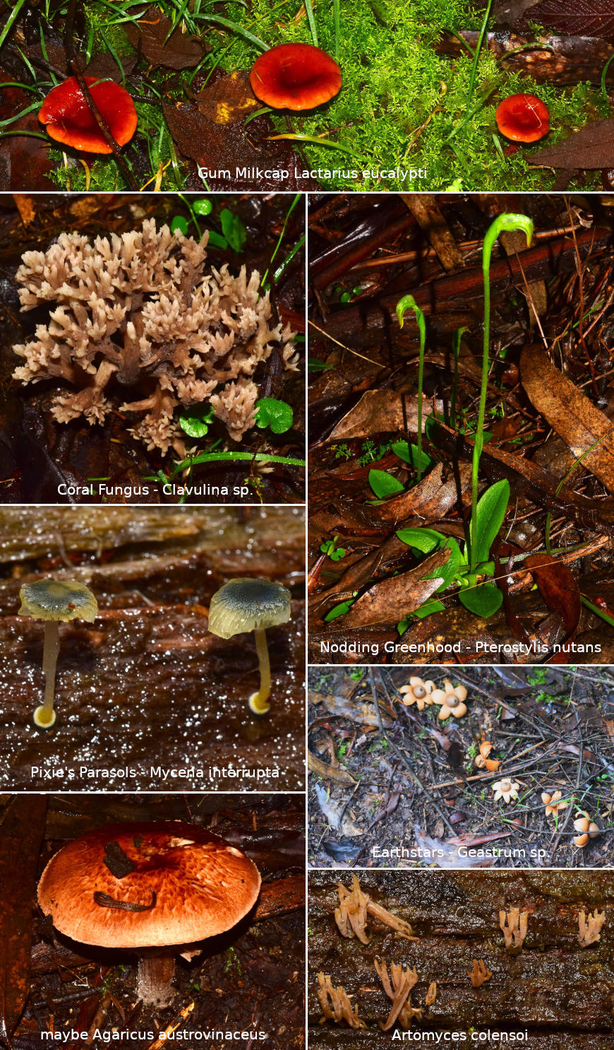 Various fungi and greenhood orchid