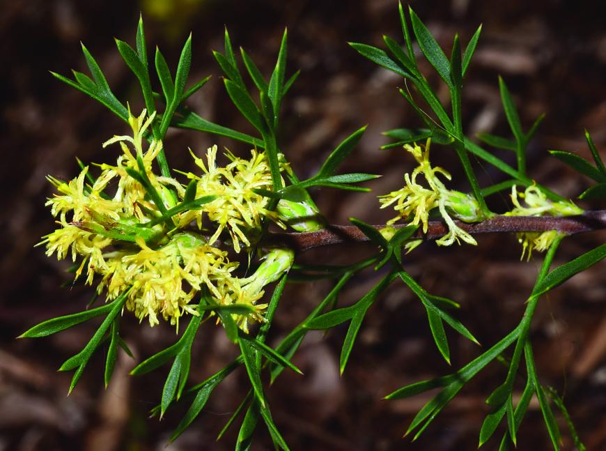 Petrophile Squamata - yellow flowers and green pointy leaves