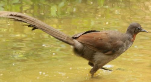 Lyre Bird