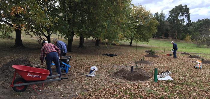Mathison Park 2022-06 - More trees being planted