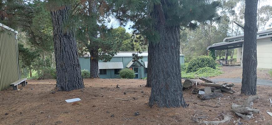 Fine Arts buildings in bushland and pine trees setting