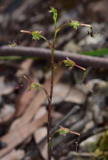 Lyrebird Walk 2202 - Elbow Orchid