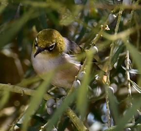 Silvereye (small bird with white eye-rings) in thick foliage