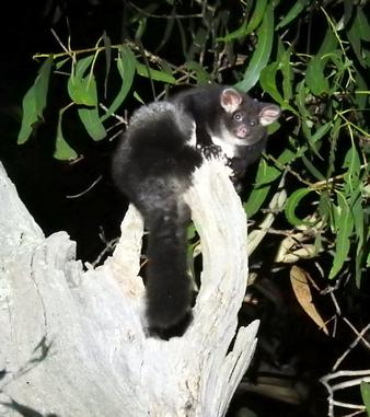 Black greater glider posing on a brach stump