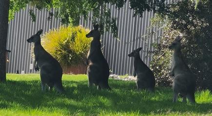 Feduni 202403 Kangas