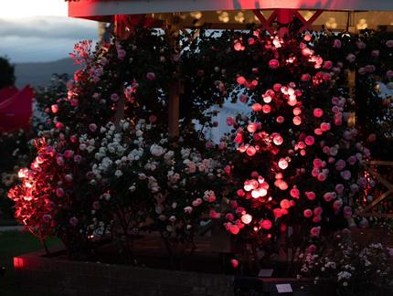Roses at dusk lit by lights