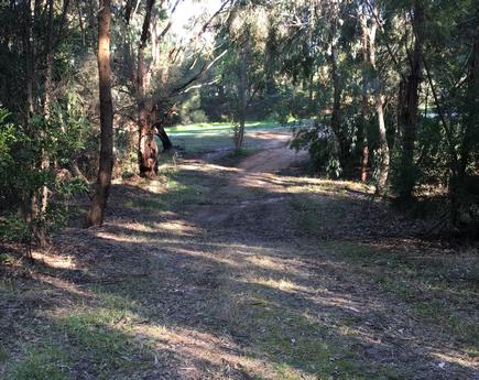 New path, south end under the trees showing the native grasses