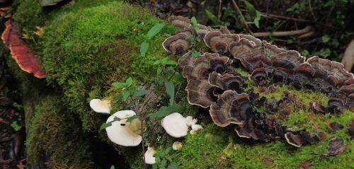 FMNP 202106 2 - Fungus