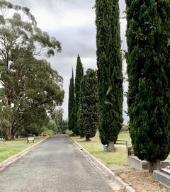 Row of Cyprus trees