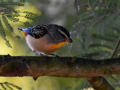 Spotted Pardalote
