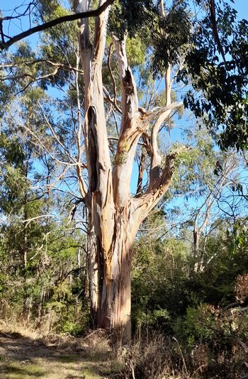 Eel Hole Creek - Gum