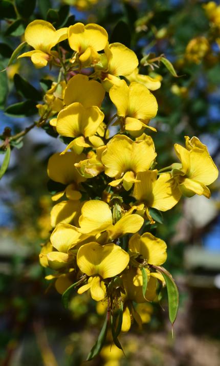 Picture of Goodia Lotifolia - a mass of yellow flowers