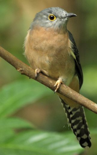 Fantailed Cuckoo