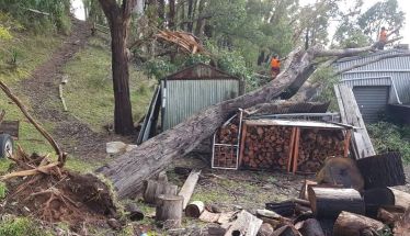 2021 Tree Down on Shed