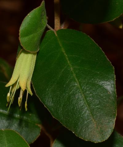 PIMG 22-04 Correa Flower and Leaf