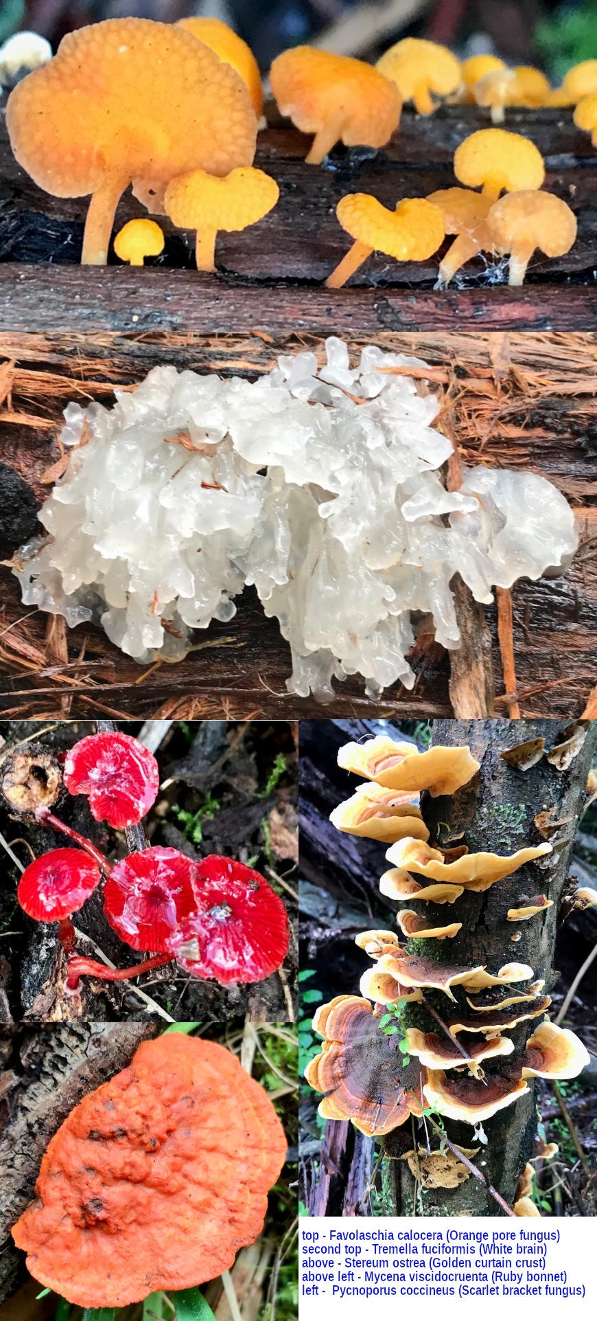 Various fungi found in the park