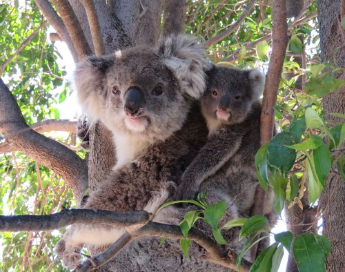 Koala with baby in tree foliage