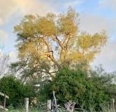 Old peppercorn tree at the former Northway homestead