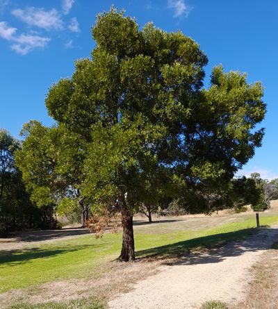Eel Hole Creek - Wattle