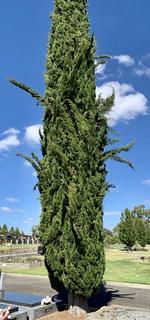Single Cyprus Tree (Tall narrow conifer)