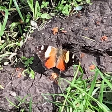 Admiral butterfly