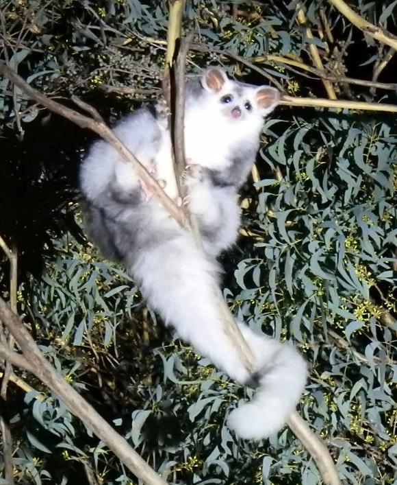 Pale Greater Glider in gum foliage