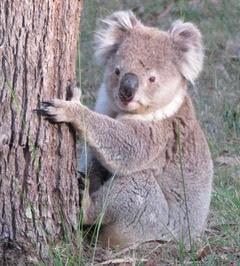 Churchill & District News :: Koalas - October 22