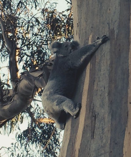 Koala climbing tree