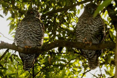 Powerful Owls