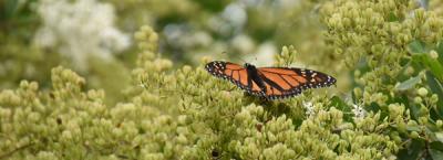 Monarch Butterfly