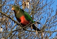 King Parrot in Mathison Park