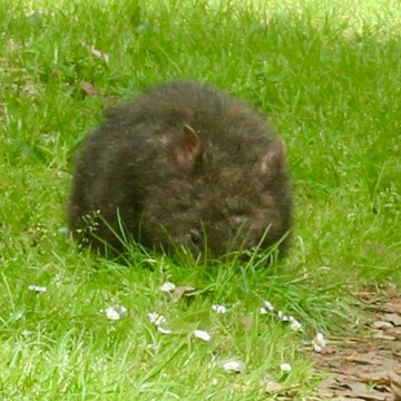 Wombat huddled on the side of the track