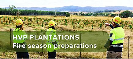 Workers inspecting young pine plantation